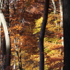 Kahlenberg