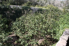 IMG_0300.jpg